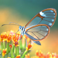 ithomiine butterfly
