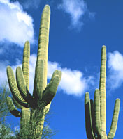 saguaro cactuses